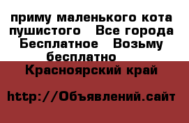 приму маленького кота пушистого - Все города Бесплатное » Возьму бесплатно   . Красноярский край